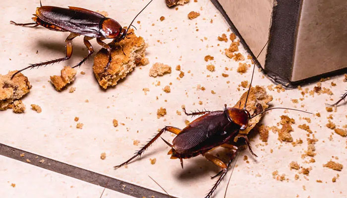 Contrôle professionnel des cafards