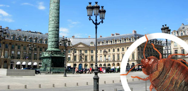 Entreprise traitement punaises de lit à Paris 75001 Entreprise traitement punaises de lit à Paris 75001