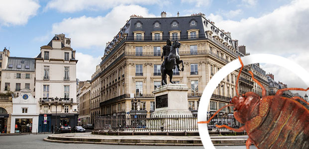 Entreprise traitement punaises de lit Paris 75002 Entreprise traitement punaises de lit Paris 75002