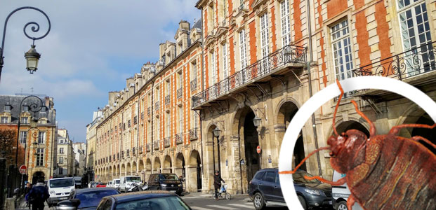 Entreprise intervention punaises de lit Paris 3e Entreprise intervention punaises de lit Paris 3e
