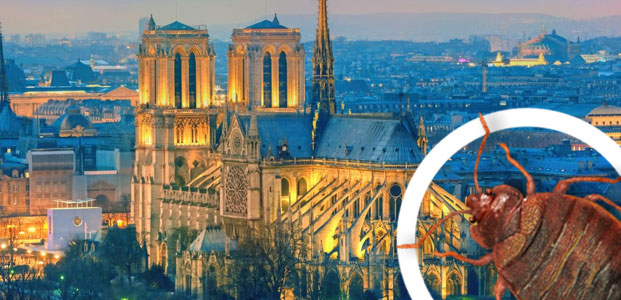 Entreprise désinsectisation punaises de lit à Paris dans le 4e Entreprise désinsectisation punaises de lit à Paris dans le 4e