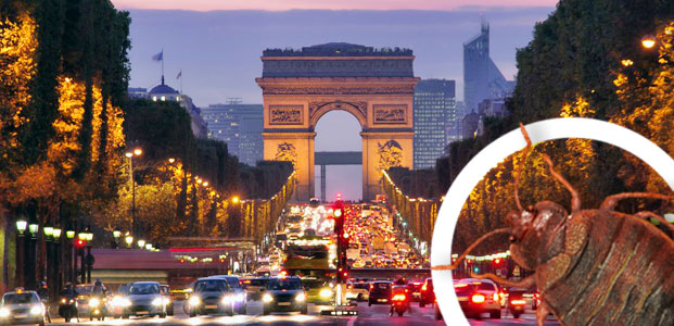 Entreprise traitement punaises de lit à Paris 75008 Entreprise traitement punaises de lit à Paris 75008