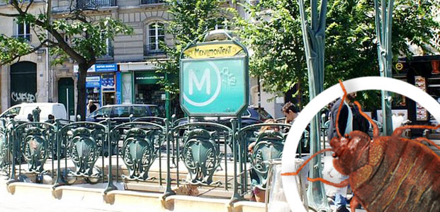 Entreprise traitement punaise de lit Paris 20e arrondissement Entreprise traitement punaise de lit Paris 20e arrondissement