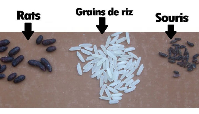 Comparaison crottes souris vs rats