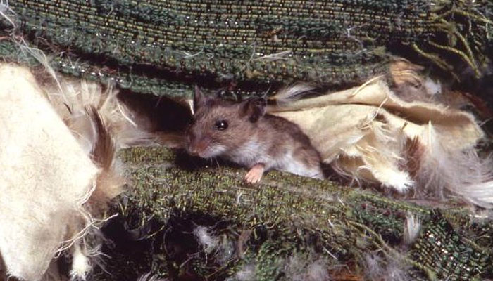 Transmission hantavirus par aérosol