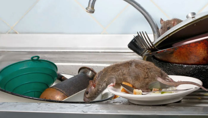 Infestation rongeurs en cuisine professionnelle