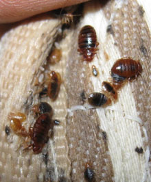 Infestation de punaises de lit sur un matelas