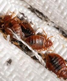 Une infestation de punaise de lit à stade avancé