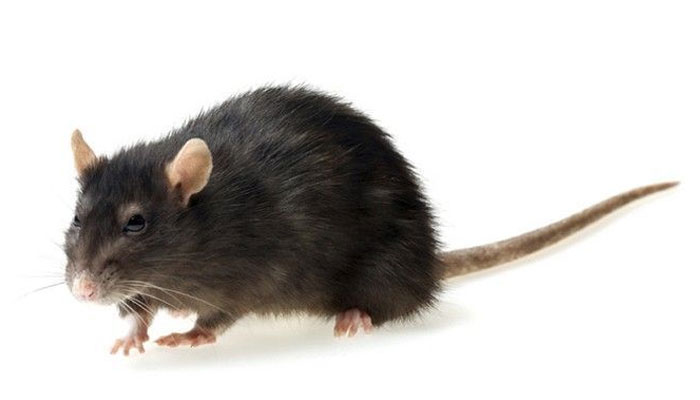 Rat noir (Rattus rattus)