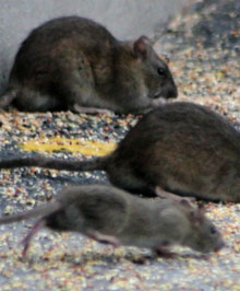 Urgence deratisation souris rat