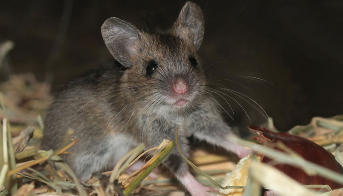 Souris domestique (Mus musculus)